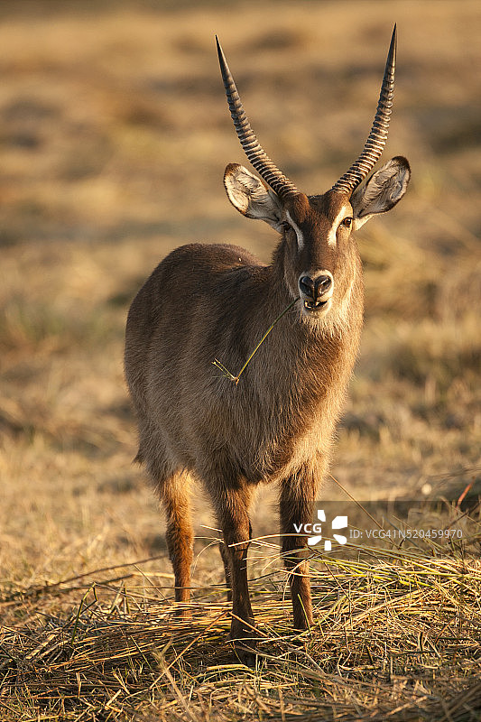 非洲水羚在莫雷米保护区觅食图片素材