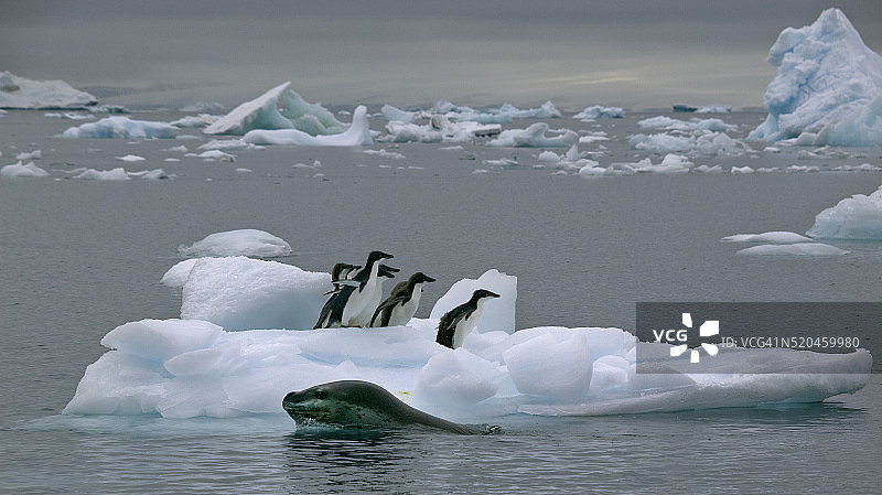 海豹捕猎瞬间图片素材