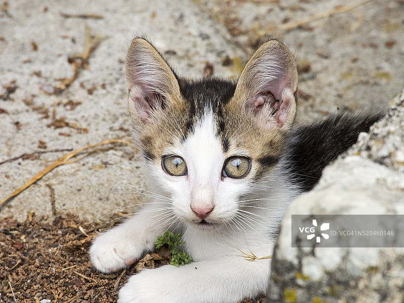 希腊莱斯沃斯岛上的一只小野猫图片素材