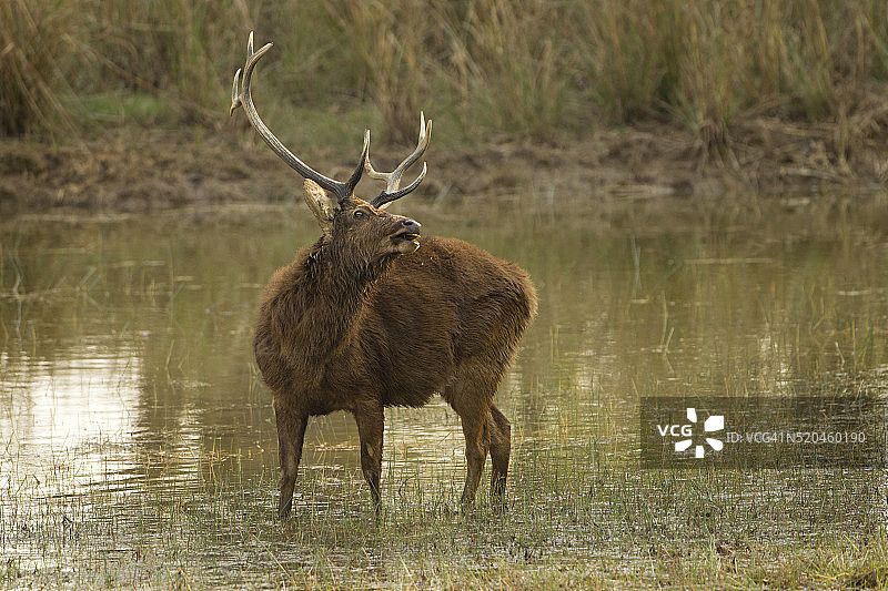 沼泽鹿图片素材