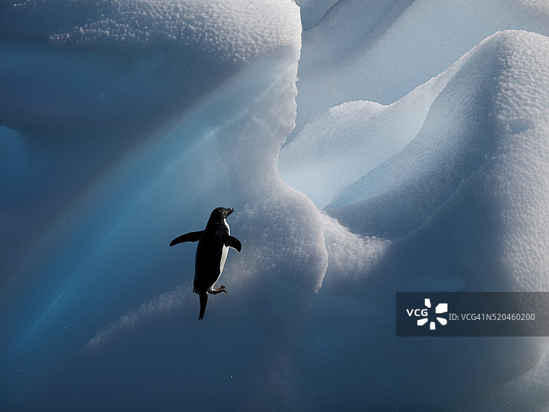 阿德利企鹅在冰山下图片素材