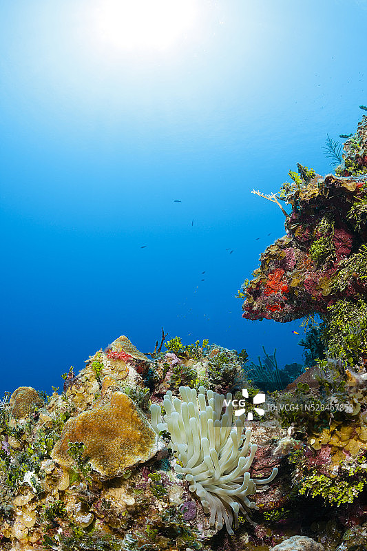 加勒比海健康的珊瑚礁系统图片素材