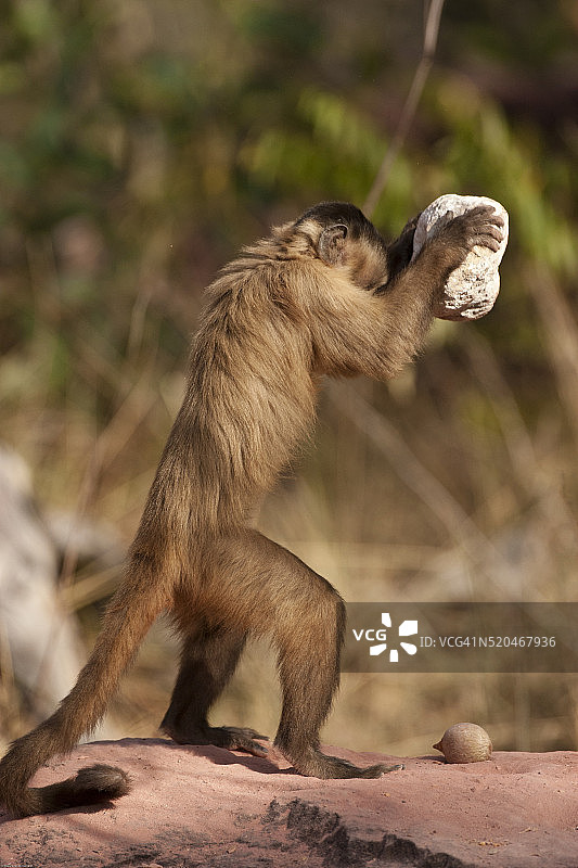 在巴西皮奥伊试图砸碎岩石的棕色卷尾猴图片素材