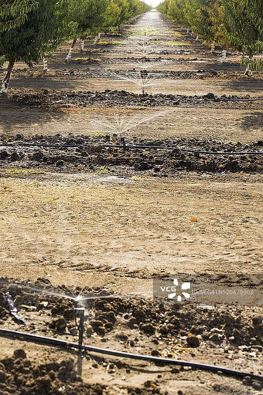 在加利福尼亚州灌溉的杏树（加州正遭受长达四年的干旱）图片素材