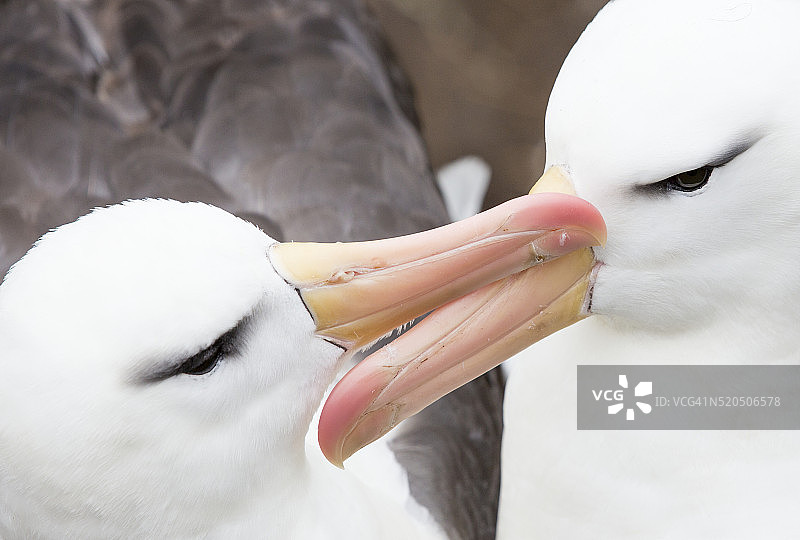 一对黑眉信天翁（Thalassarche melanophris）互相梳理羽毛以加强配对关系图片素材