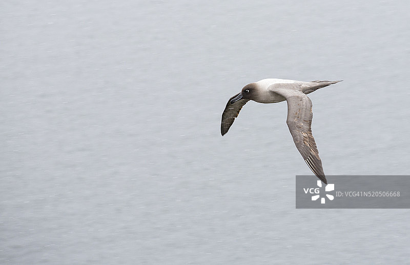 灰头信天翁图片素材