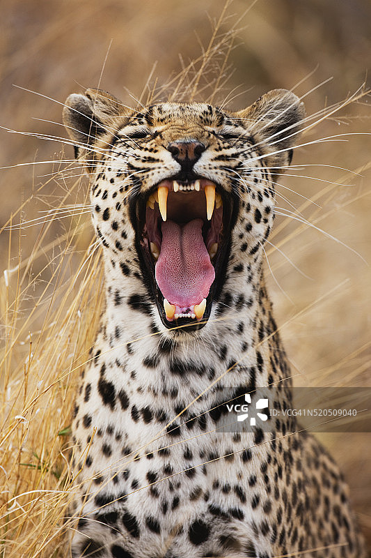 豹子打哈欠特写图片素材