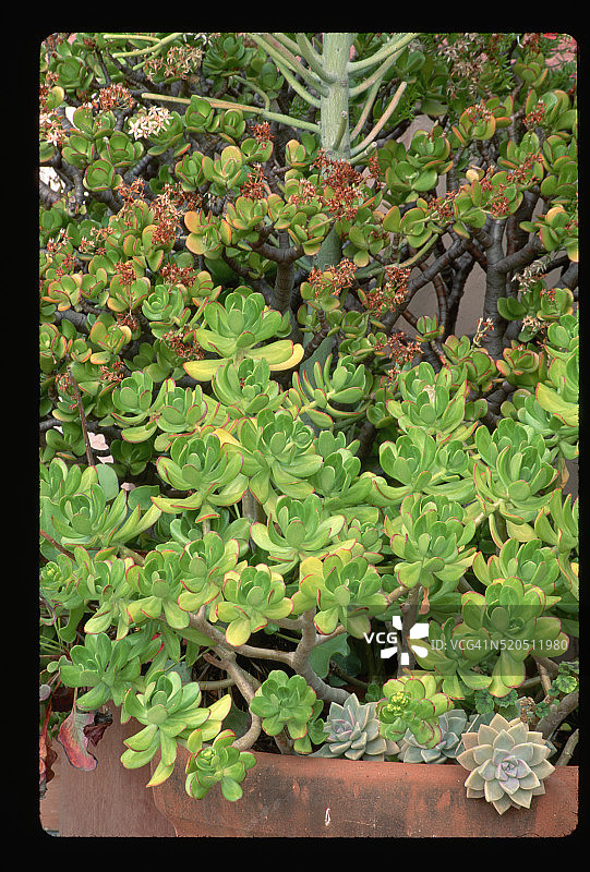 种植箱中的多肉植物图片素材