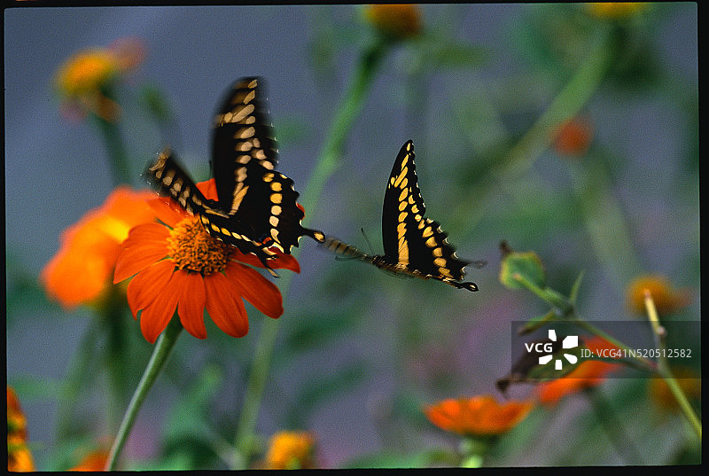 飞舞的大凤蝶图片素材