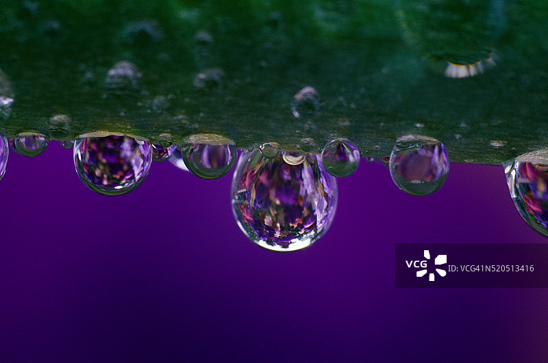 虹膜茎上的露珠图片素材