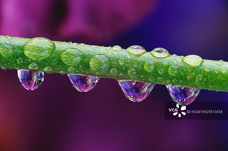 虹膜茎上的露珠图片素材