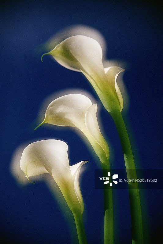 三朵白色马蹄莲图片素材