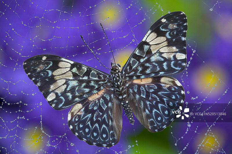 蜘蛛网中的狒狒蝴蝶图片素材