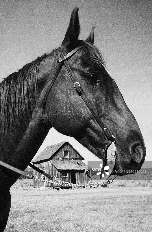 Ponderosa牧场上的马图片素材