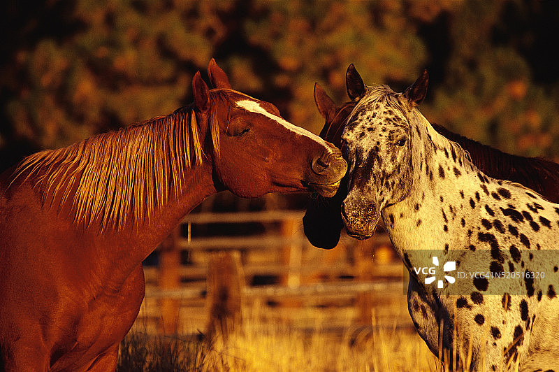 黄松牧场马匹图片素材