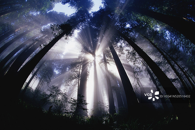 阳光穿过红杉树林图片素材