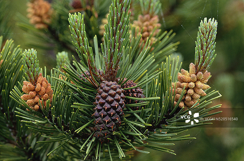 结满球果的扭叶松树枝图片素材