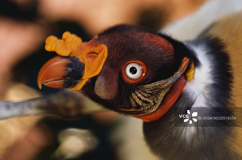 国王秃鹫的头部图片素材
