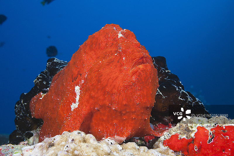 红色巨型躄鱼图片素材