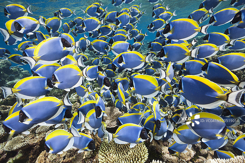 粉蓝丝隆鲷图片素材