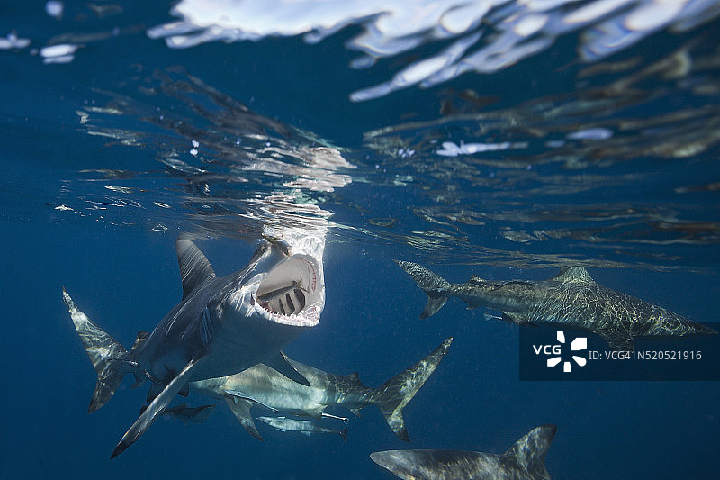 黑边鳍真鲨图片素材