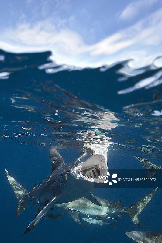 黑边鳍真鲨图片素材