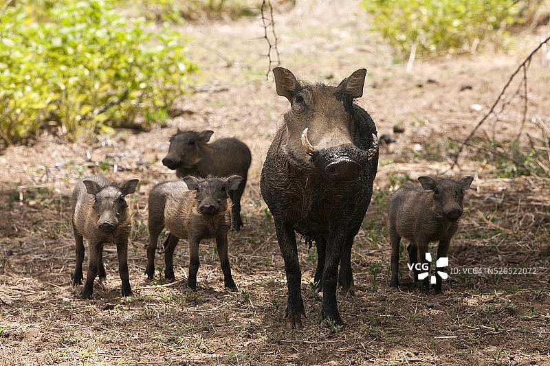 成年和幼年非洲疣猪（Phacochoerus africanus）图片素材