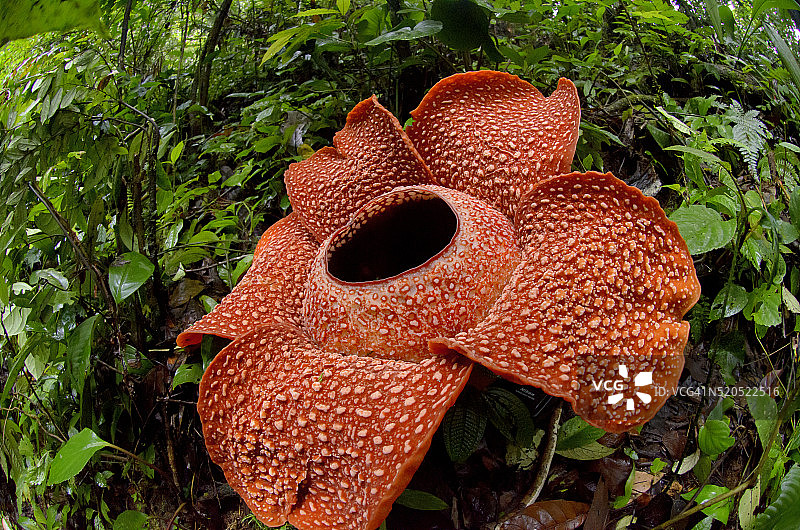 苏门答腊热带雨林中盛开的美丽大王花图片素材