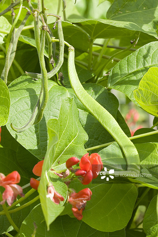 红花菜豆植物特写图片素材