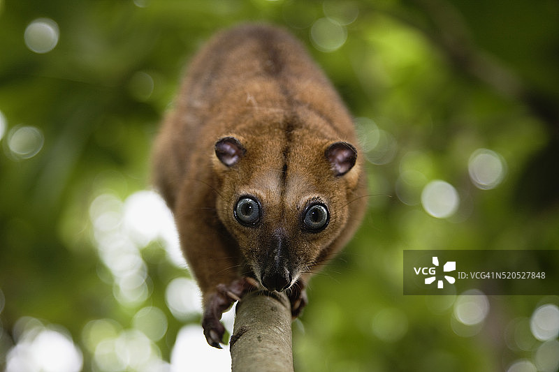 长着蓝色大眼睛的小袋貂走下树枝图片素材