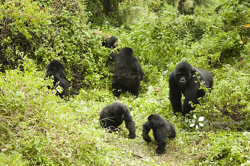 空地中的山地大猩猩家族图片素材