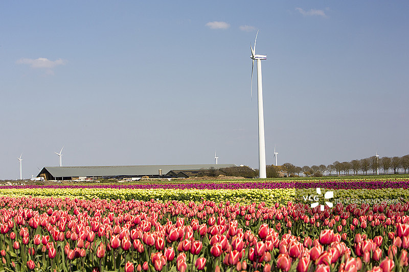 郁金香花田与风车图片素材