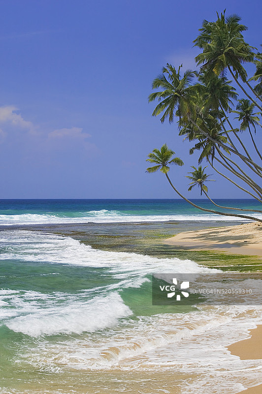 斯里兰卡海滩和棕榈树图片素材
