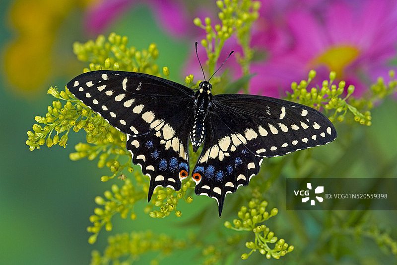 彩色花朵上的黑凤蝶图片素材