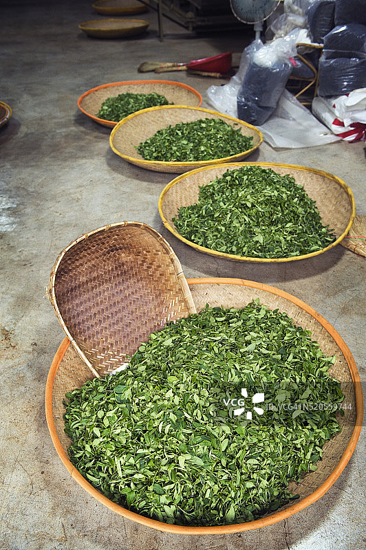 绿茶生产图片素材