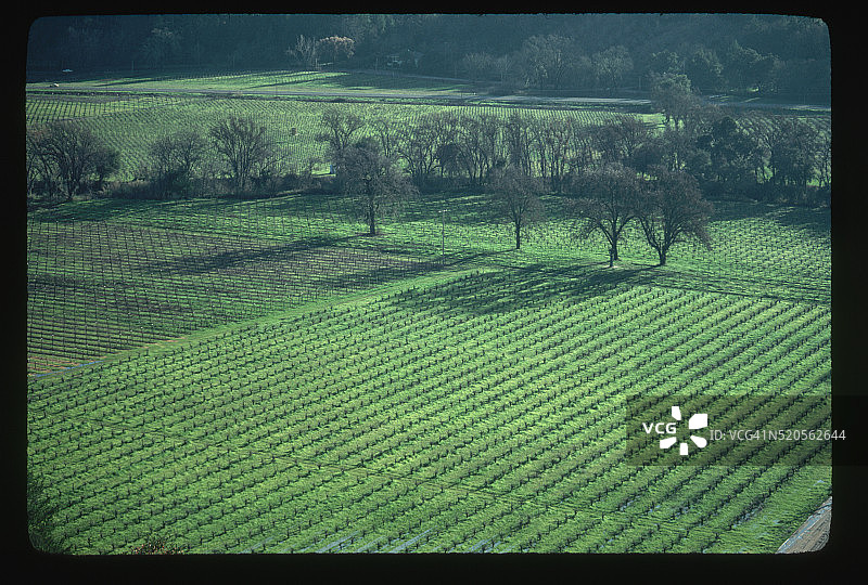 葡萄园图片素材