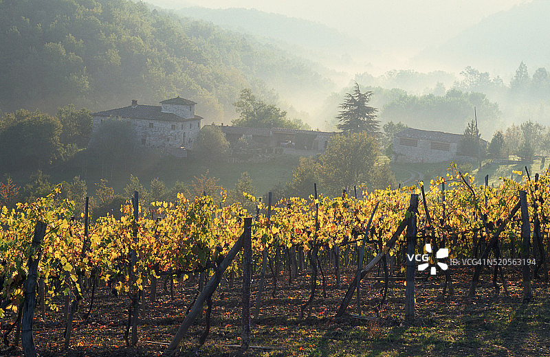 乡村葡萄园图片素材