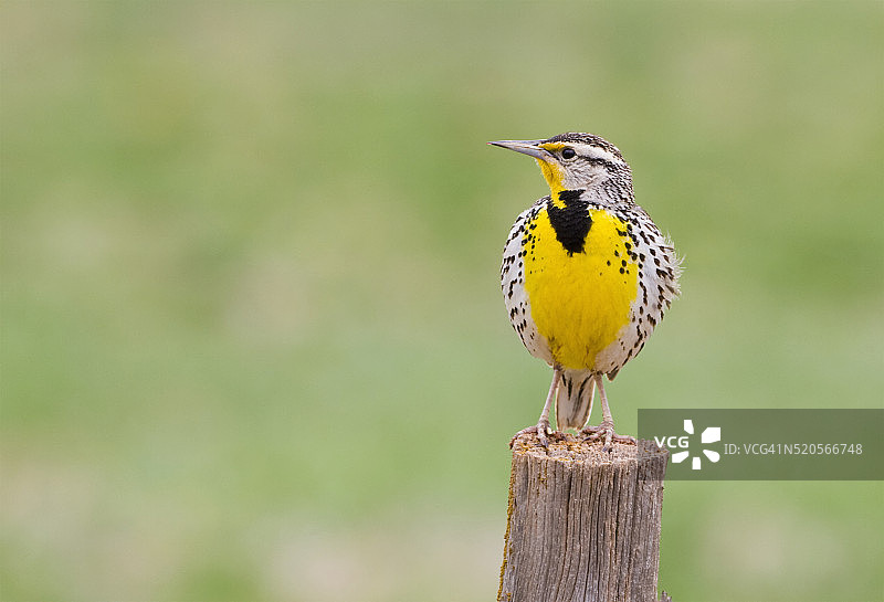 西方草地鹨图片素材