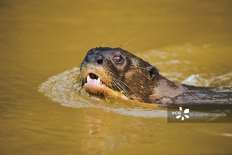 巨型河獭游泳图片素材