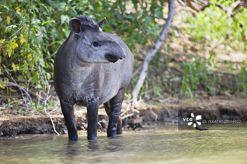 沿河岸行走的貘图片素材
