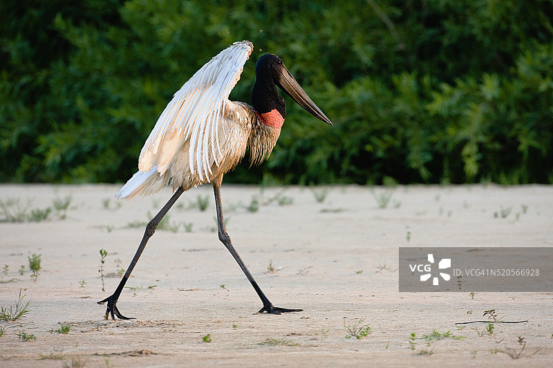行走中伸腿的黑颈鹳图片素材