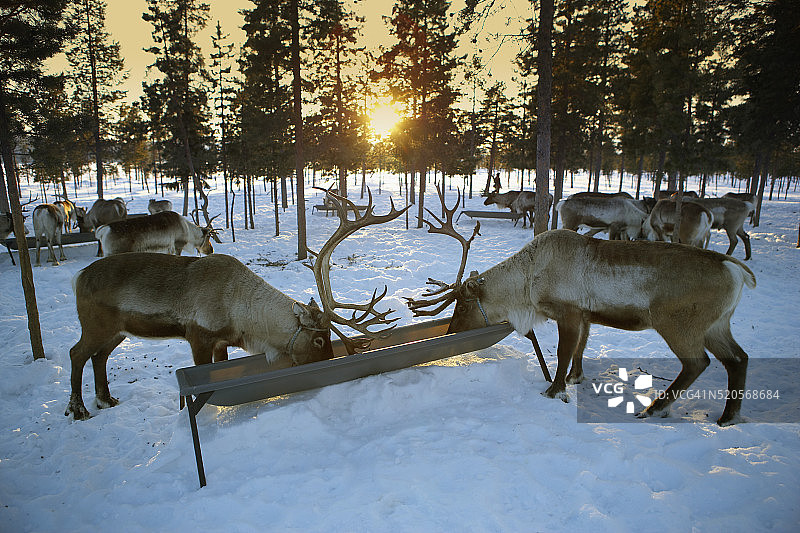 驯鹿群进食图片素材
