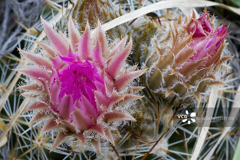 仙人掌图片素材