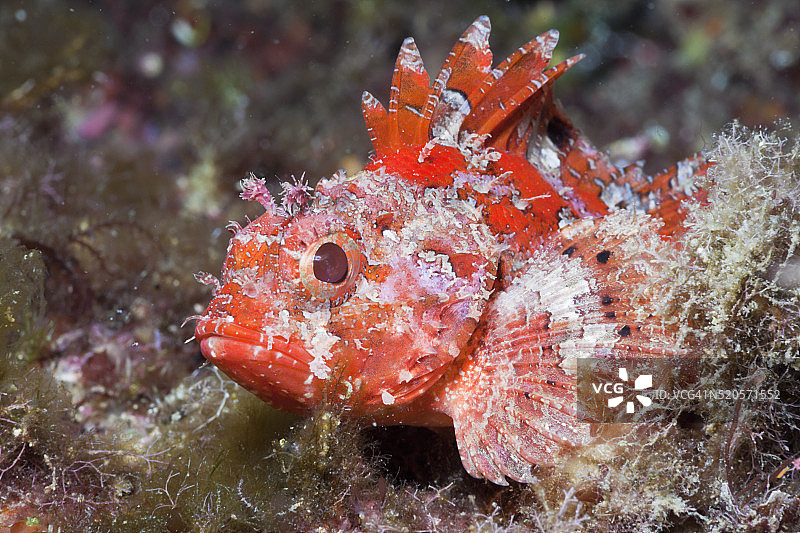 小红蝎子鱼，西班牙布拉瓦海岸塔马里乌，地中海图片素材