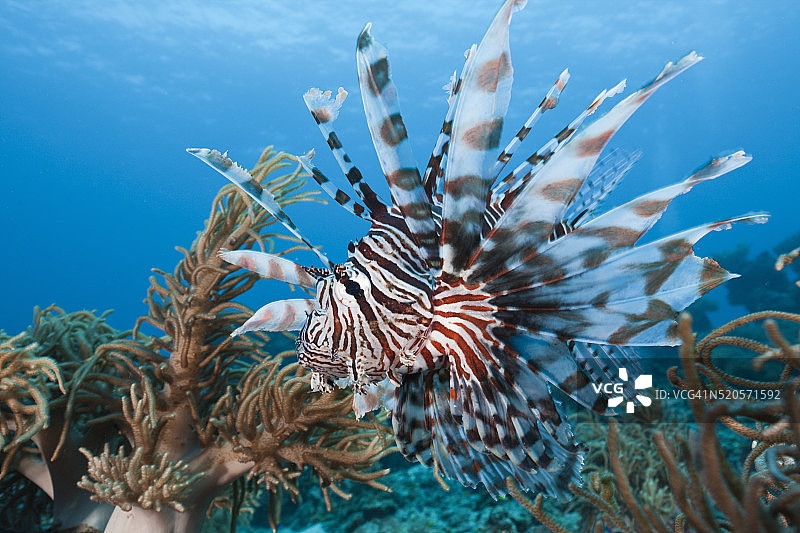 狮子鱼（飞旋翼），拉贾安帕特，西巴布亚，印度尼西亚图片素材