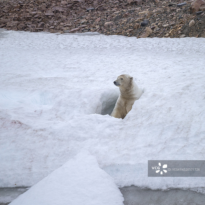 北极熊图片素材