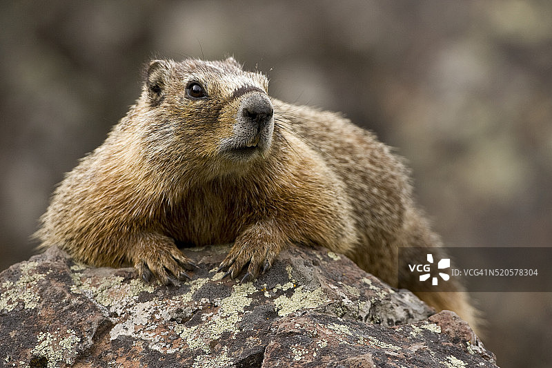 黄石国家公园的黄腹旱獭图片素材