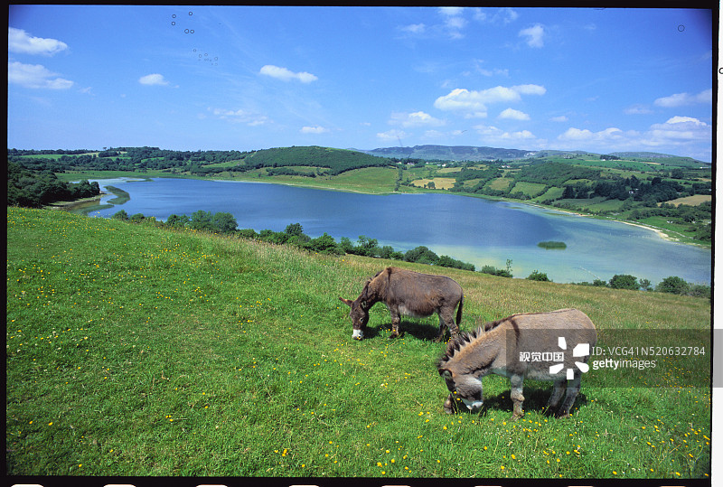 本·布尔本山上的驴图片素材