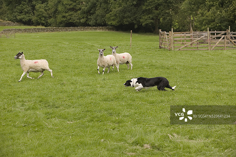 边境牧羊犬赶羊图片素材