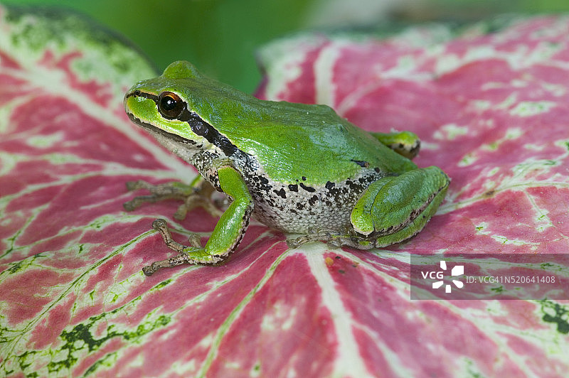 太平洋树蛙在海芋叶上图片素材